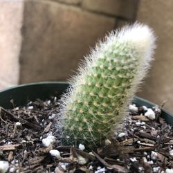 Monkey Tale And Cat Tale 