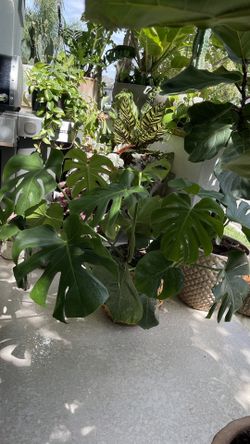 Plants Planters 