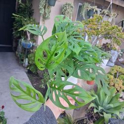 Small Monstera Swiss Cheese Plant $17