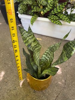 Snake plant, see last 2 photos for details❣️