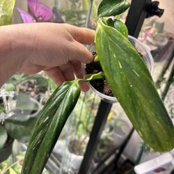 Monstera Standeleyana $10