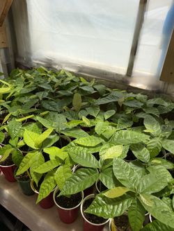 Cacao plants