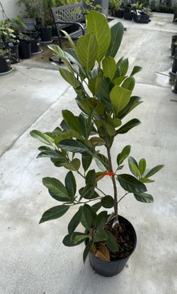 Grafted Black Jack Fruit Tree (3 Ft Tall)