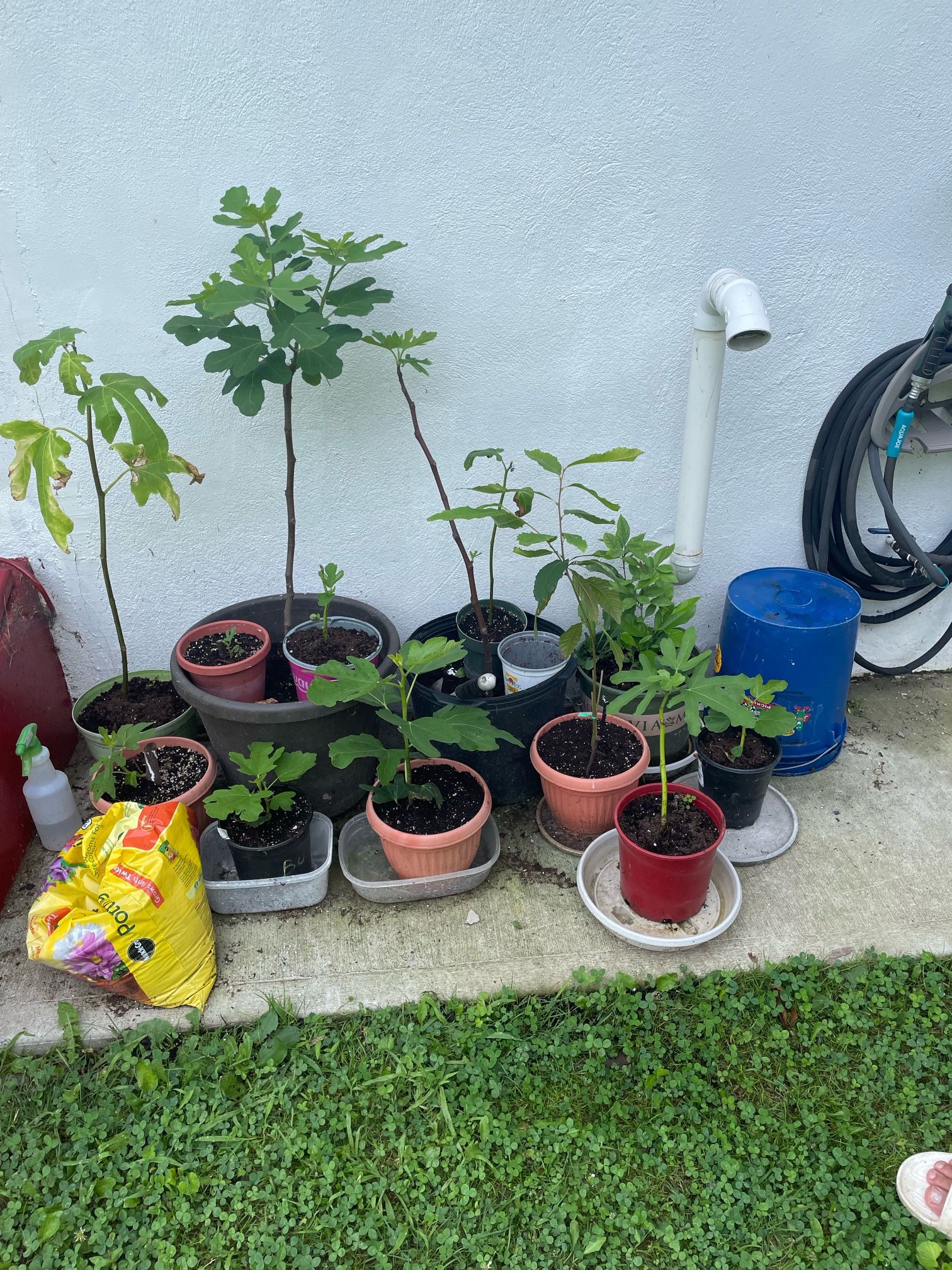 Fig Trees