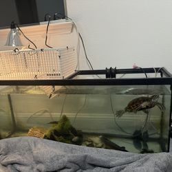 Aquarium 60 GAL (only tank, give me an offer)
