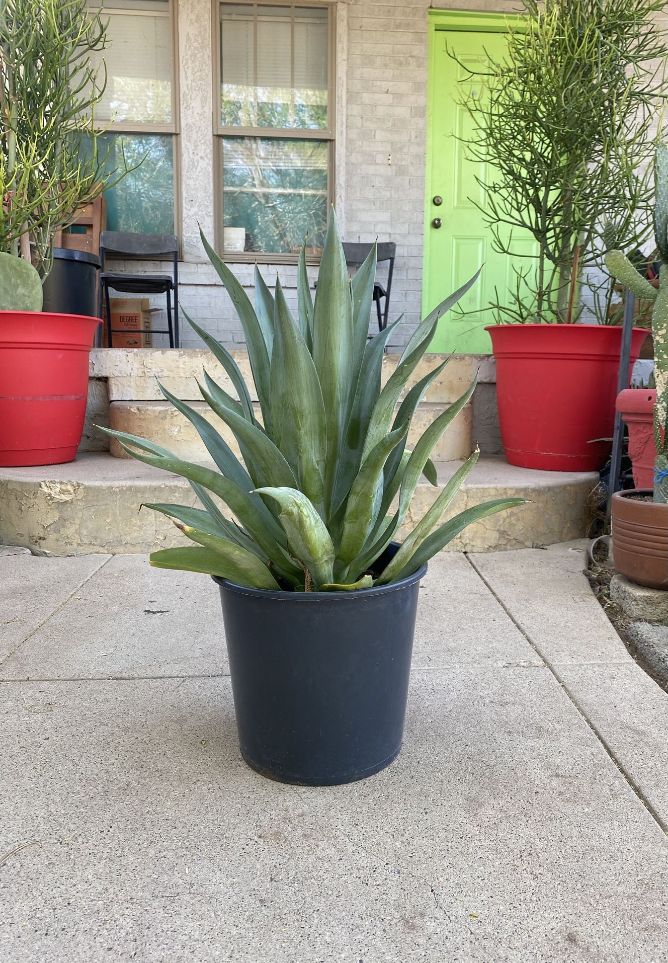 Spineless Variegated Soft Leaf Agave Plant 