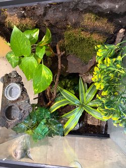 Custom Crested Gecko Enclosure
