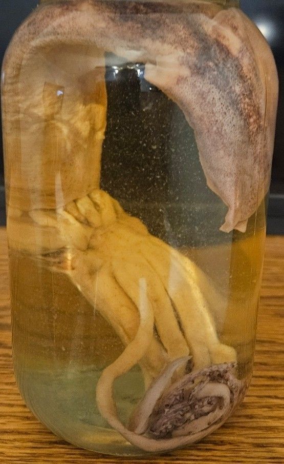 (Real) Taxidermy Octopus 🐙