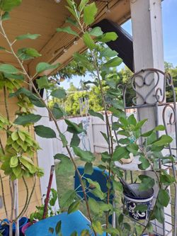 apple tree