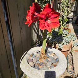 1 Huge & 2 Saplings Amaryllis 5 Red flowers In The Cement Planter.