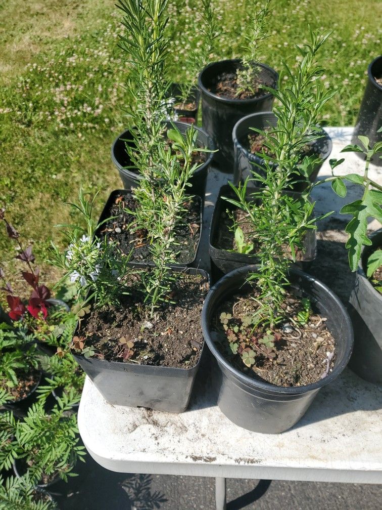 Rosemary Plant Each $5