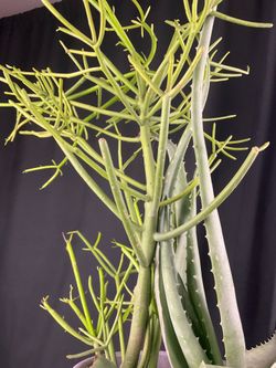 Plants tools