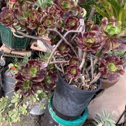 Big Succulent 5 Gallon Container.