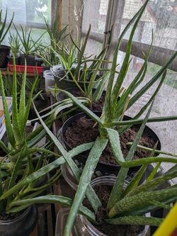 Aloe Vera plants