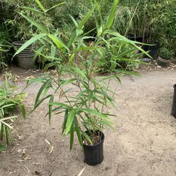 Semiarundinaria yashadake ‘Kimmei’ bamboo