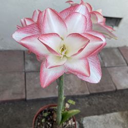 Planta De Amaryllis, Azucena, Hippeastrum Oh Lirio  Con Flor, En Maceta De 8 Pulgadas Pick Up In City Of Whittier 