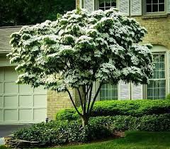 Nice Big Kousa Dogwood Trees