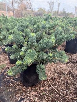 Little John's bushes 5 gal