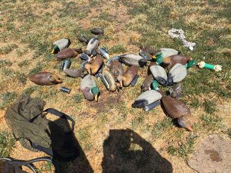 Lots of duck decoys