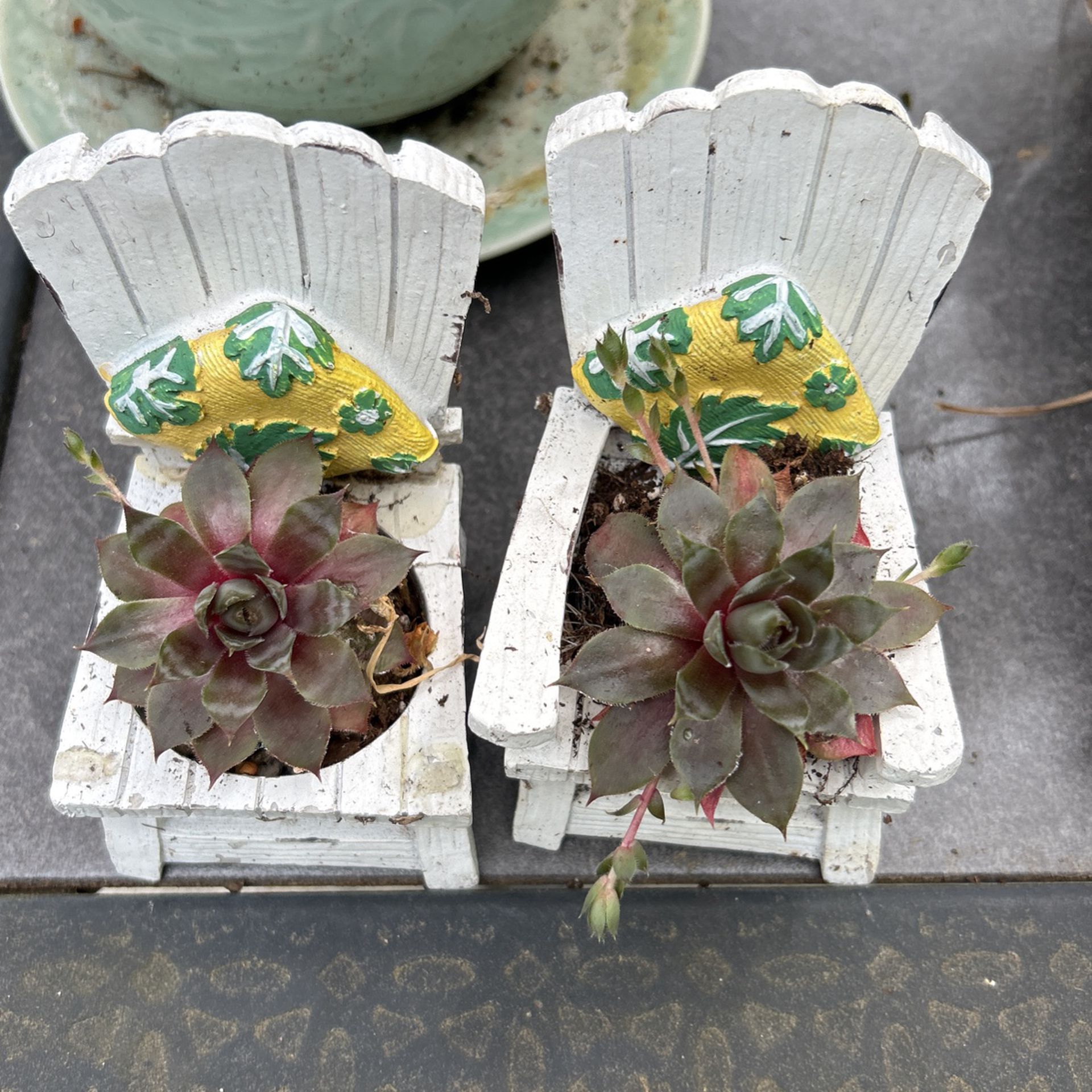 Succulent On Mini Chairs