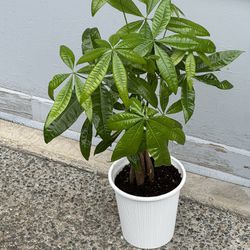 Money Tree Indoor Plant