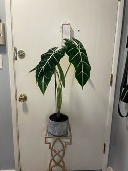 Healthy 7” Alocasia Frydek w/ Pot