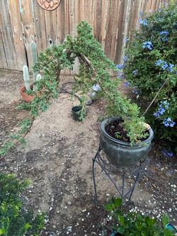 Bonsai Miyagi style Japanese garden Juniper $125 each
