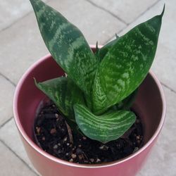 Snake Plant Birds Nest Starlight Dwarf Hahnii (Sansevieria) Indoor Outdoor