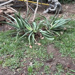 Beautiful Aloe Vera Plants For Free