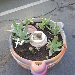 Aloe/Succulent Arrangements 