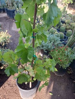 Uva con fruta