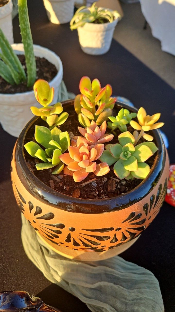 Organic Succulents, Snake Plants, Spider Plants and Aloe Vera