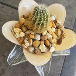 cactus in glass flower pot 7" $6.00