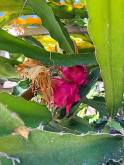 Fresh organic dragon fruit!