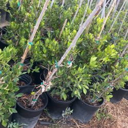 Ficus