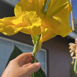 Canal Lilia amarillo Carnal Lilia Amarillo Anaranjado Rojo