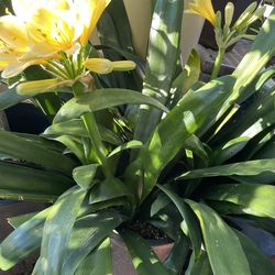 Clivia plants