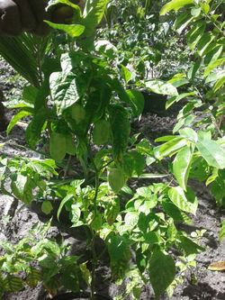 Pepper Plants for SALE....Habanerro, Scotch Bonnet & Jalapeno