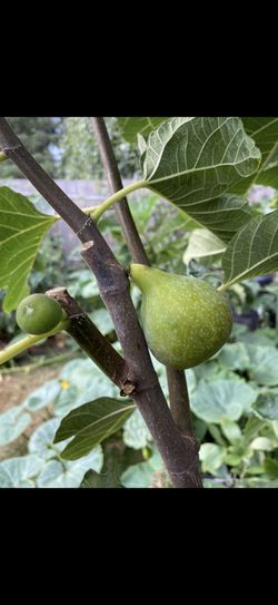 Healthy Fig Trees 