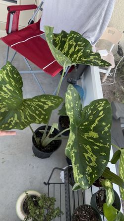 Alocasia Hilo beauty