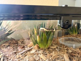 Rehoming, Arizona King snake with custom snake tank