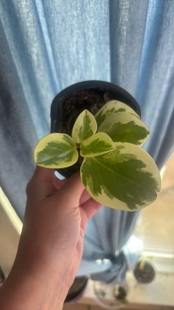 Rubber tree baby