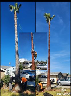 Trees Palm Skinning