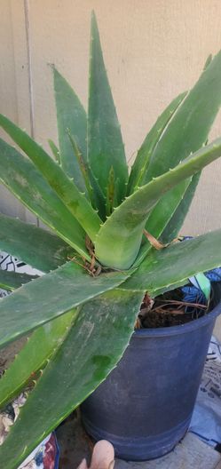 Large Aloe Vera Plant in Pot