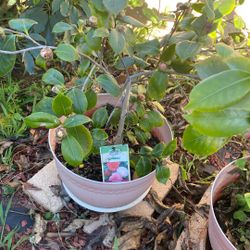 5 Gallon camellias they are blooming. $35 each.