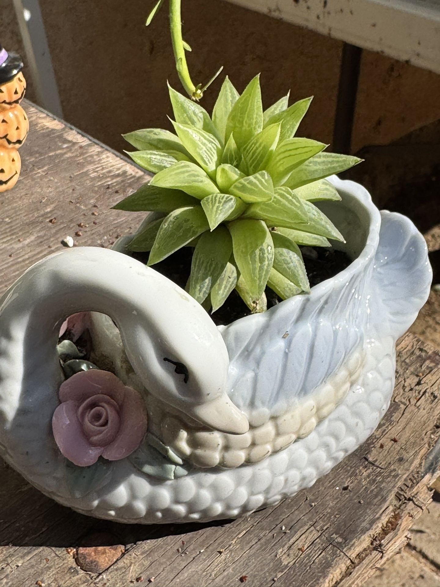 Succulents Plants 4”pot