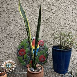 Snake Plant Terracotta Pot Vintage Seasoned Included  Well Rooted
