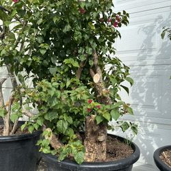 Bougainvillea Plants For Sale