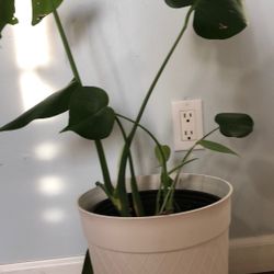 Indoor Plant 
