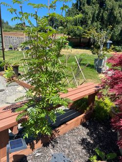 European mountain ash tree 6’